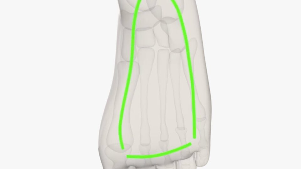 Illustration av undersidan av foten. En grön form är ritat under foten.