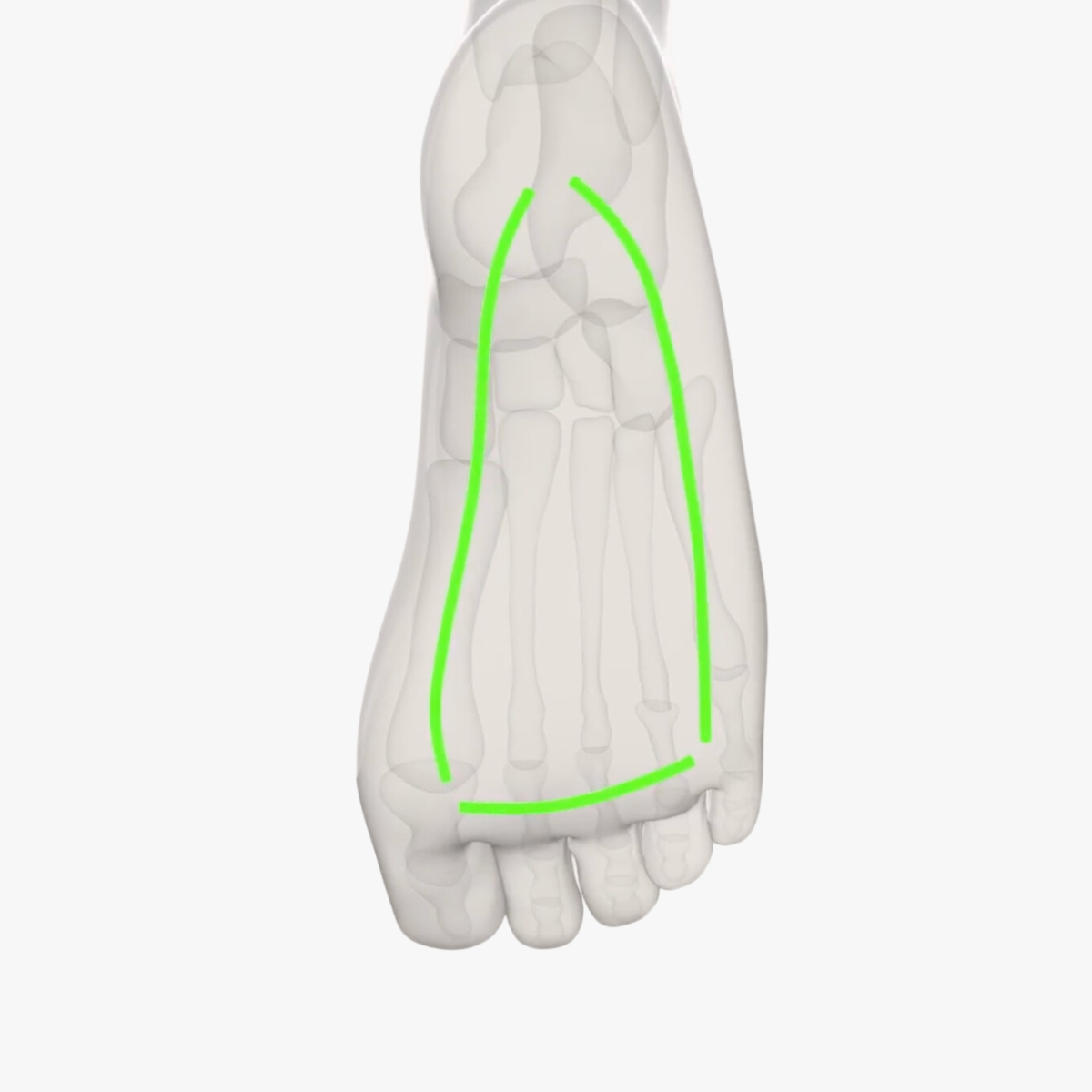 Illustration av undersidan av foten. En grön form är ritat under foten.
